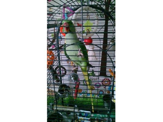 Πώληση Alaxandrine
